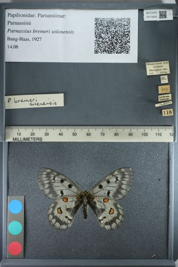 Media type: image;   Entomology 174291